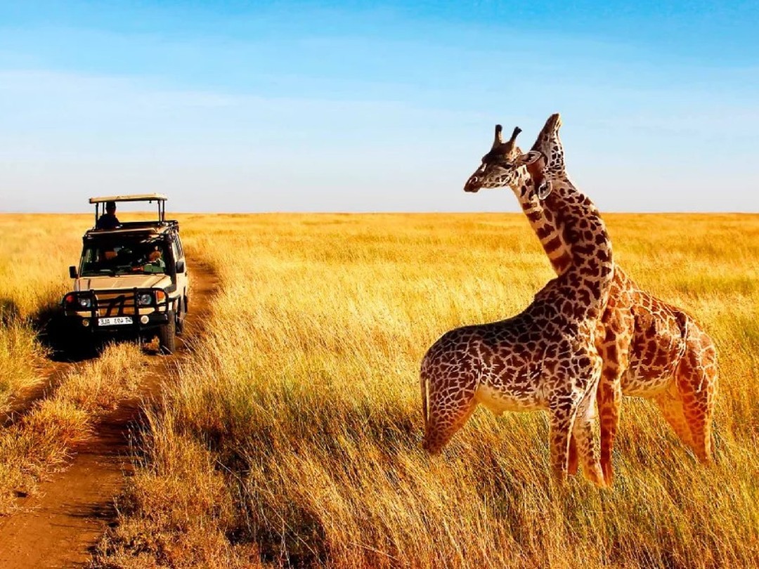 WildWander: Crafting Your Perfect Safari Adventure